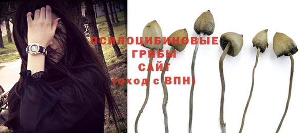 стаф Артём